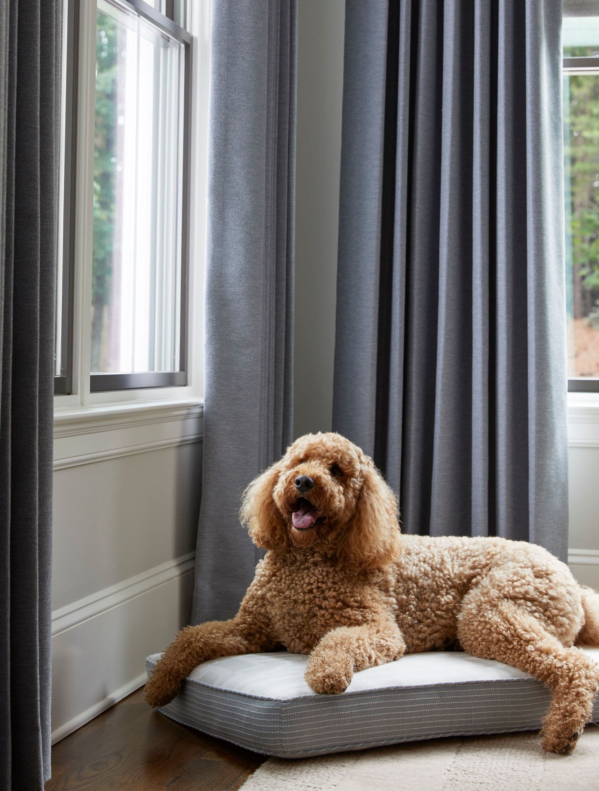Sunbrella custom draperies in a corner with a dog enjoying sunshine on a pillow by the windows