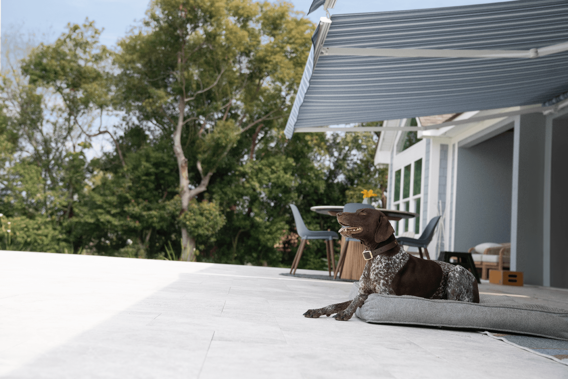 Dog sitting in shade under a striped retractable and motorized awning